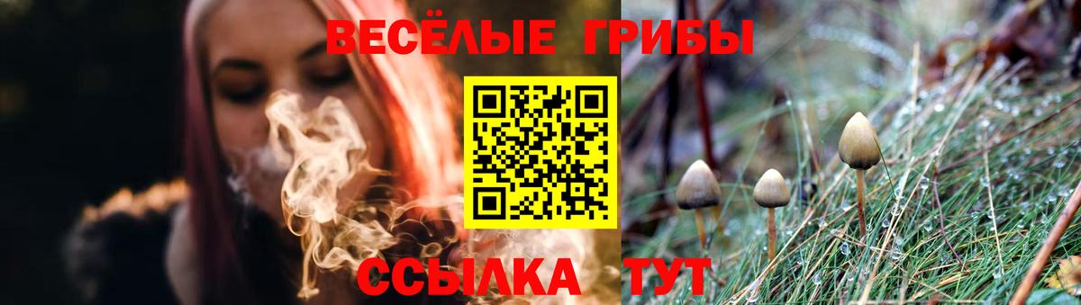 Псилоцибиновые грибы Psilocybe Белгород